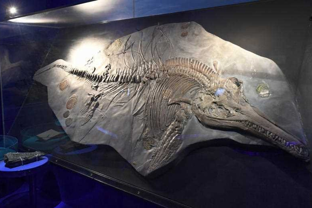 Scientists found an embryo in the stomach of a so far unexplored female Ichthyosaur. 
