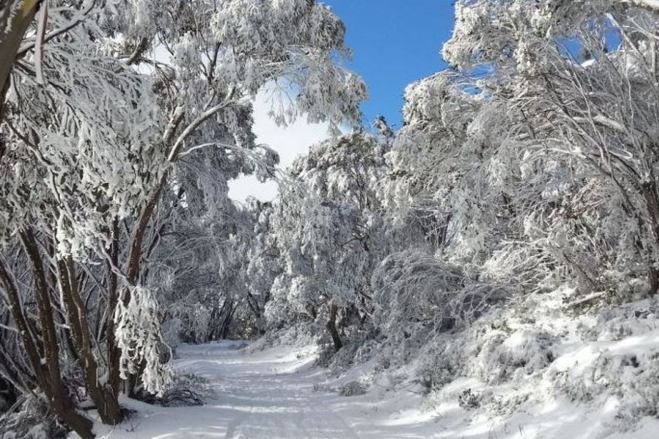 A bush track winds through a forest of snow-draped trees in  Victoria's High Country after massive snow falls