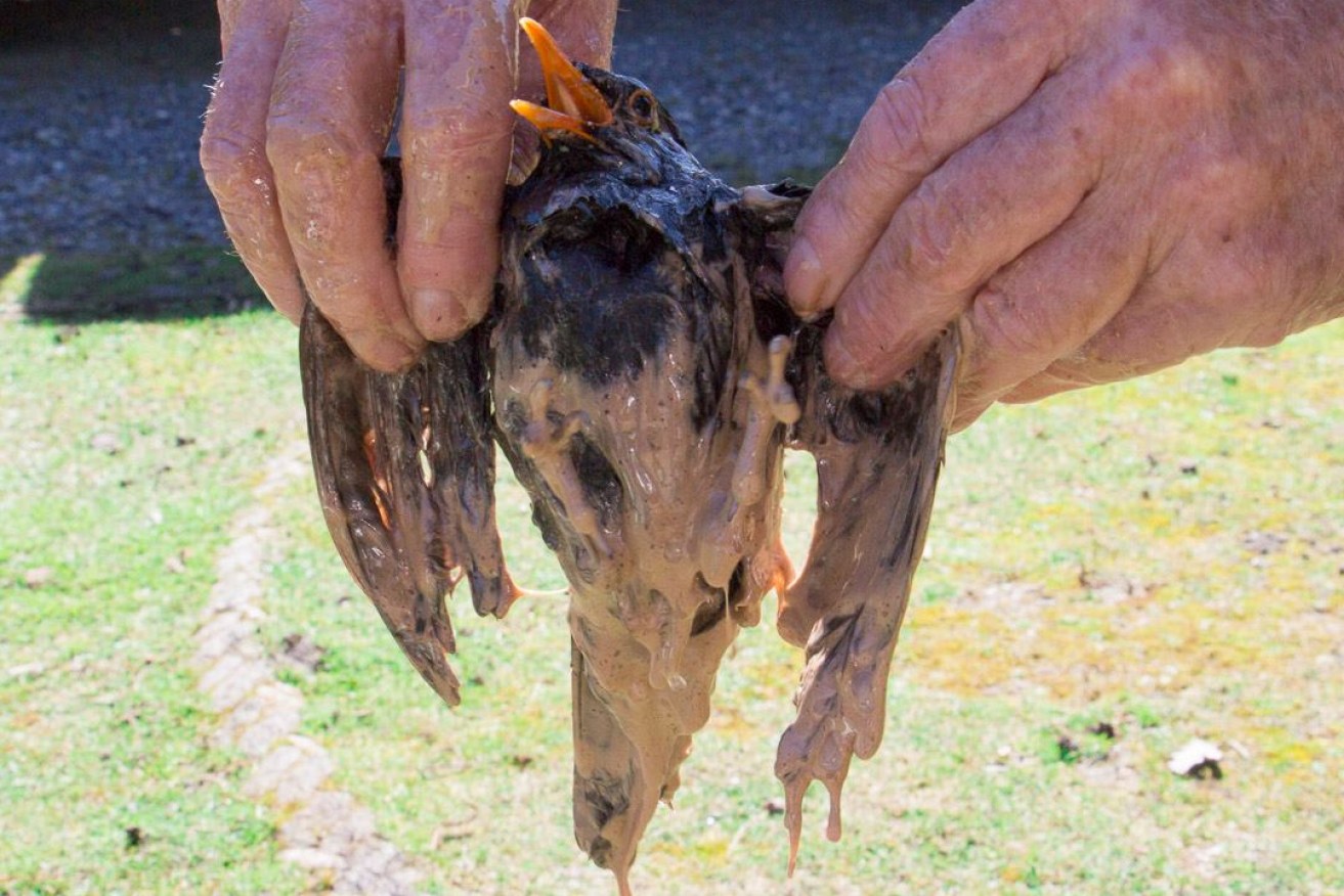 A bird is pictured covered in oil after being pulled from the sludge.