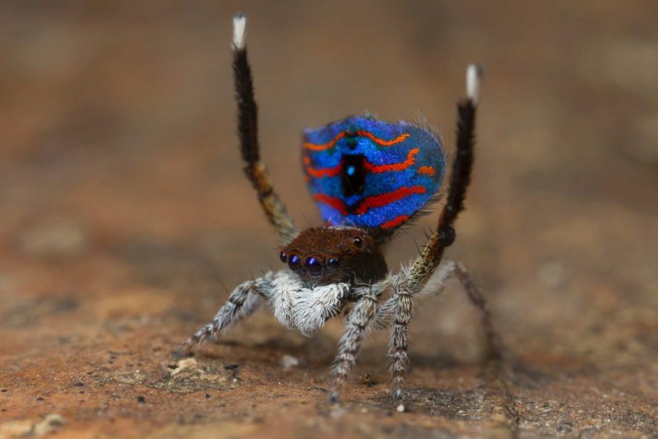 Peacock spiders are found across southern Australia.
