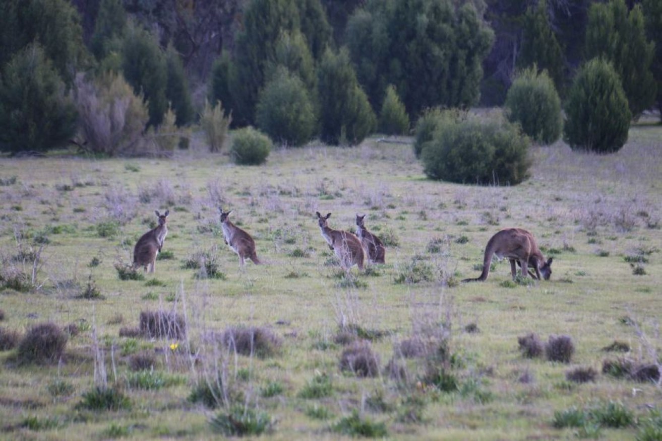 These kangaroos have been chewing through vegetation in a Barossa Valley conservation park.
