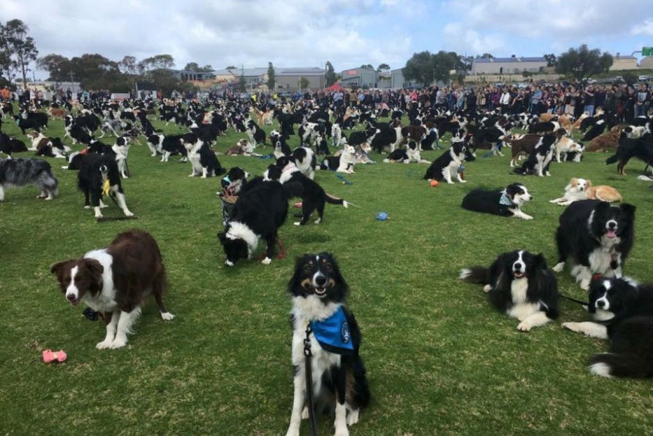 At last count, organisers tallied 576 dogs in the photo.