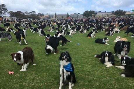 Hundreds of border collies paws for epic fundraising snap