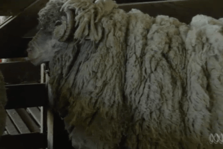 After five years on the run, Brian the ram has a date with the clippers