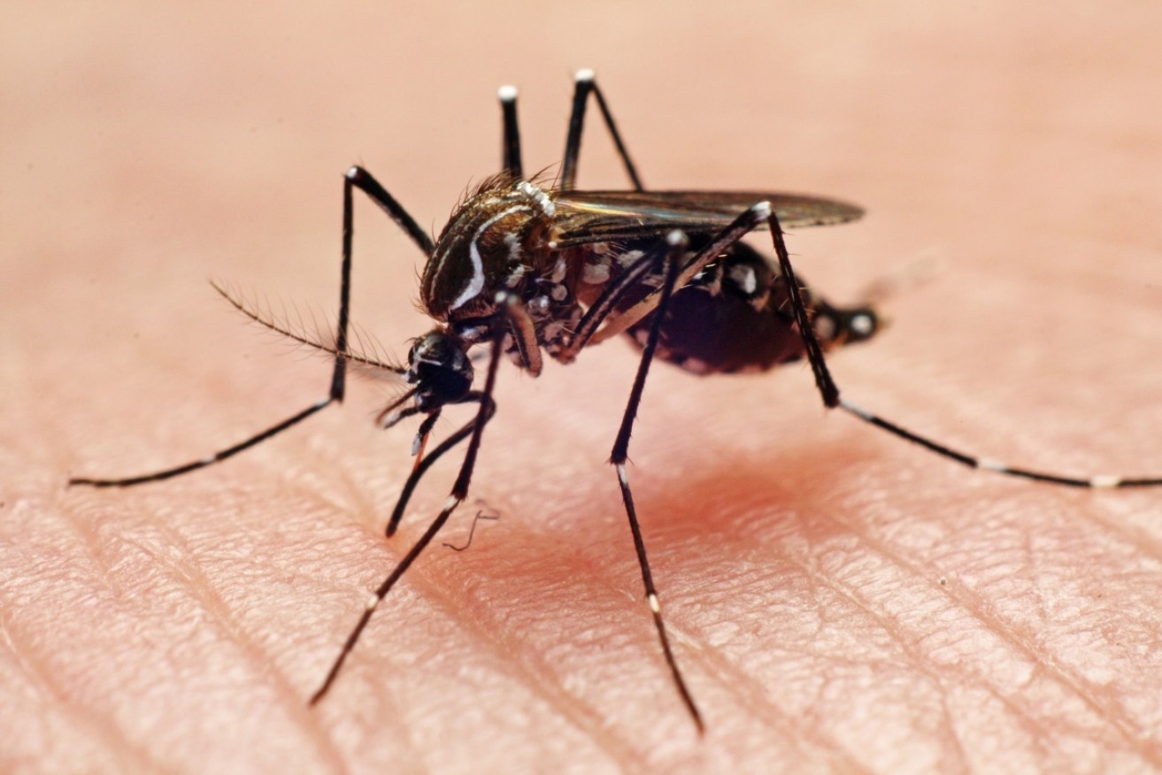 What began as an innocuous mosquito bite rapidly erupted into a flesh-eating ulcer. 