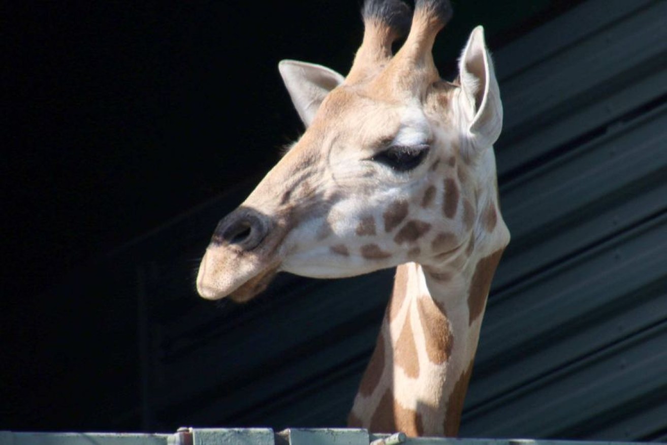 Ellie the baby giraffe is settling into her new home in Perth.