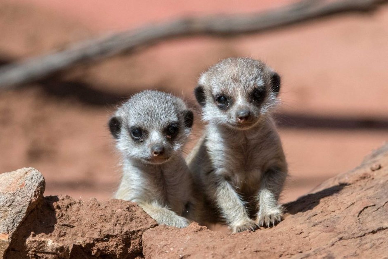 The two meerkat pups weigh just 120 grams and were born on August 16.