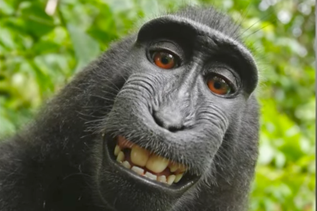 The ownership of the iconic monkey selfie has been decided in court.