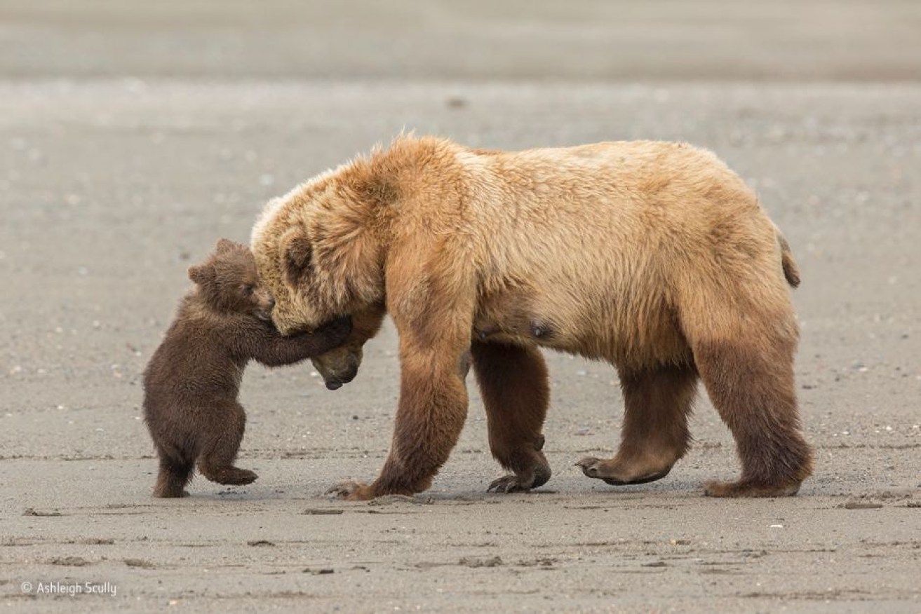 A playful brown bear cub attempts to wrestle its mother to the ground in Alaska.