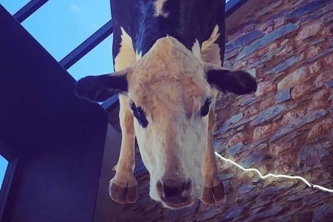 An Adelaide pizza place has received significant backlash for hanging a dead cow from its roof.