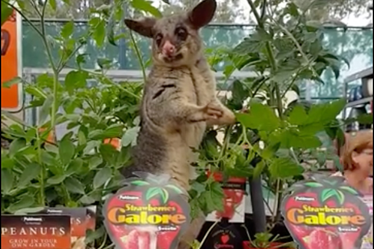 Video of the 'Bunnings possum' munching on some lettuce plants has gone viral.