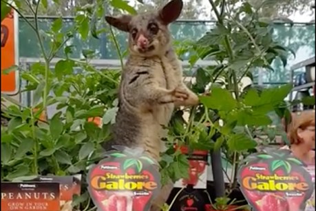 Viral &#8216;Bunnings possum&#8217; caught snacking on saplings most likely just looking for moisture