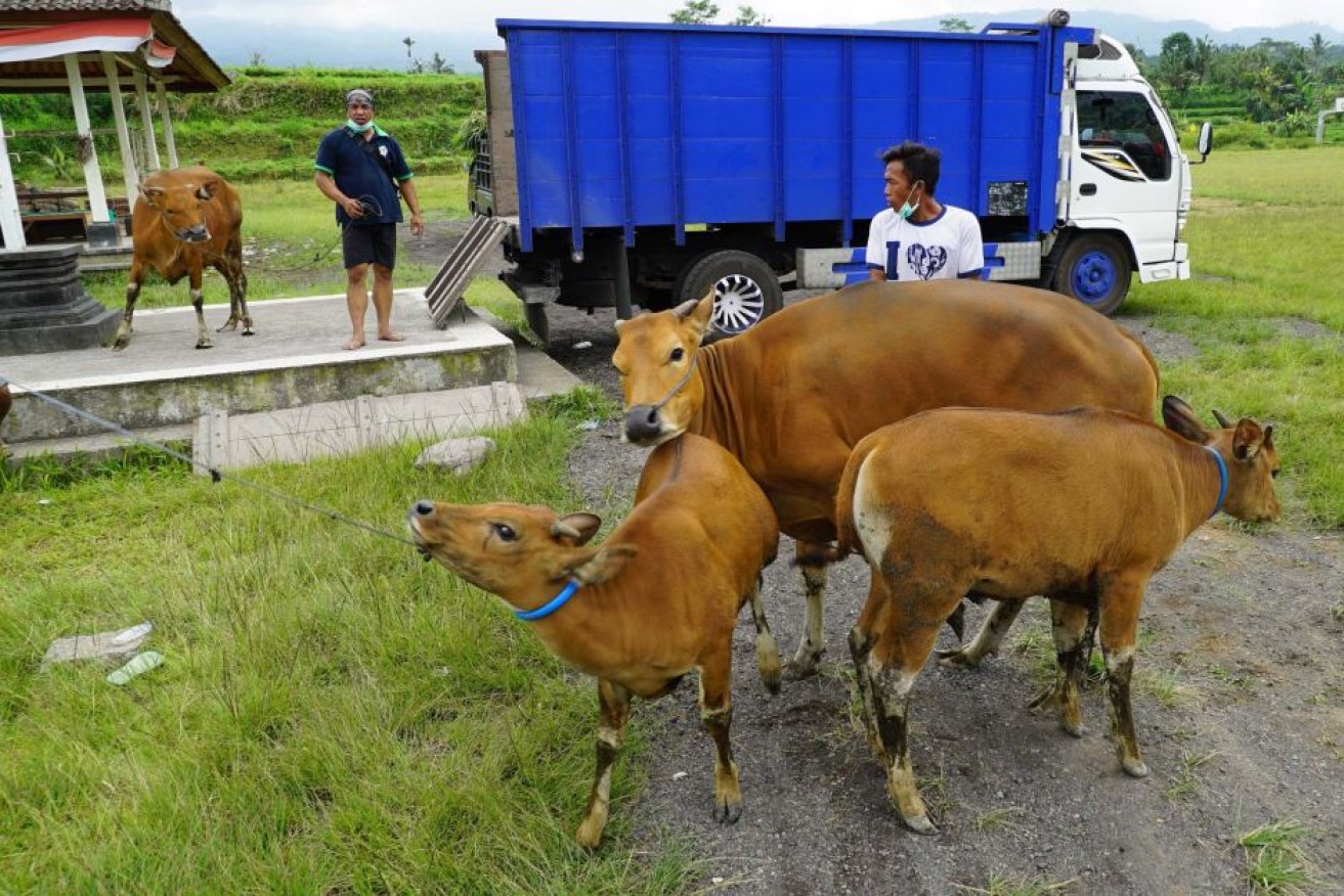 People evacuate their cattle from the village of Selat, about nine kilometres from Mt Agung.