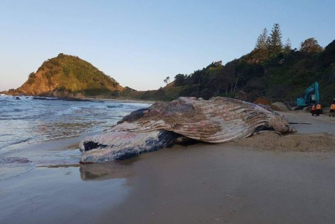 The 12-metre humpback, buried after dying on a Port Macquarie beach, is to be dug up after the carcass became a magnet for sharks.
