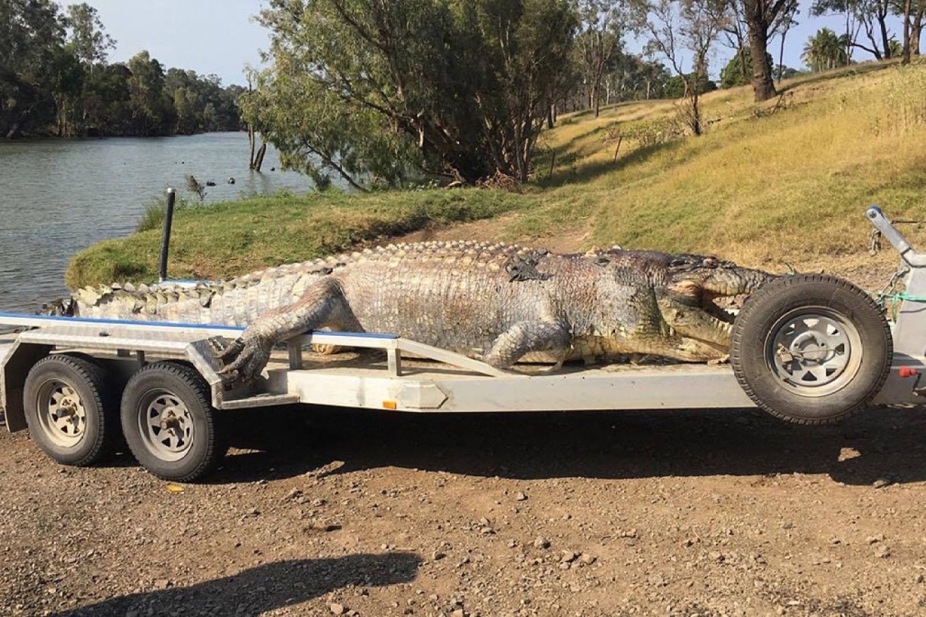 The crocodile is believed to be one of the largest found in the wild in Australia. Photo: Supplied/Queensland Police