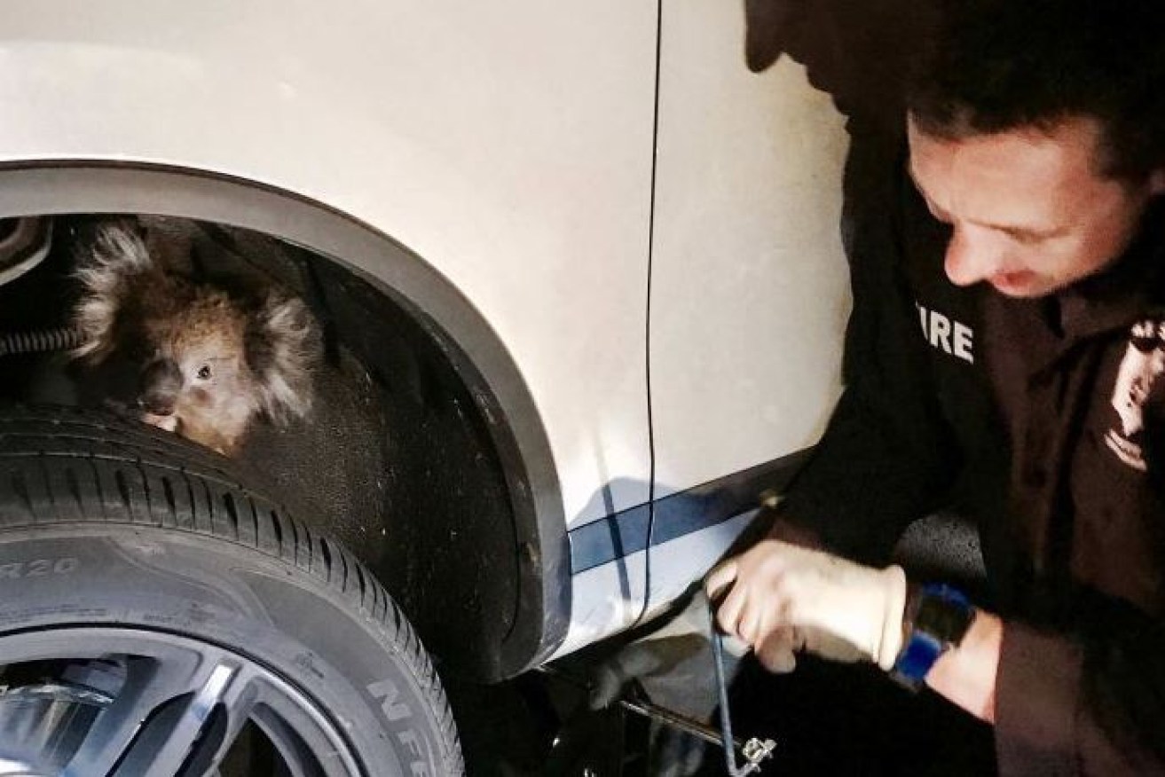 A fireman gingerly removes the 4WD's wheel while the anxious koala peeks over the tyre.