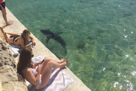 Beached shark finds sanctuary in Manly swimming rockpool