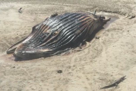 Kimberley crocodiles converge on beached carcass for a whale of a time