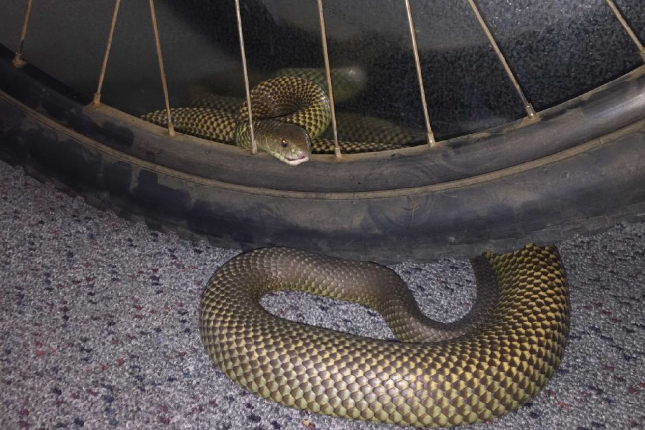  The king brown or Mulga snake curled under Tyrone Pahh's bike tyre after it punctured it. 