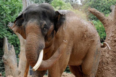 Big battle ends for Melbourne Zoo elephant