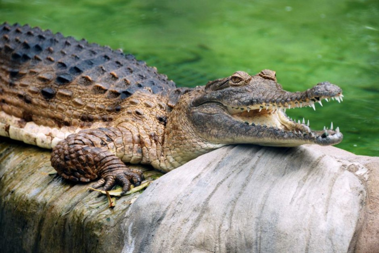 A crocodile attacked at a popular Northern Territory attraction.