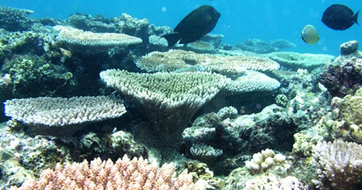 Campaigners from 1960s return to fight for Great Barrier Reef