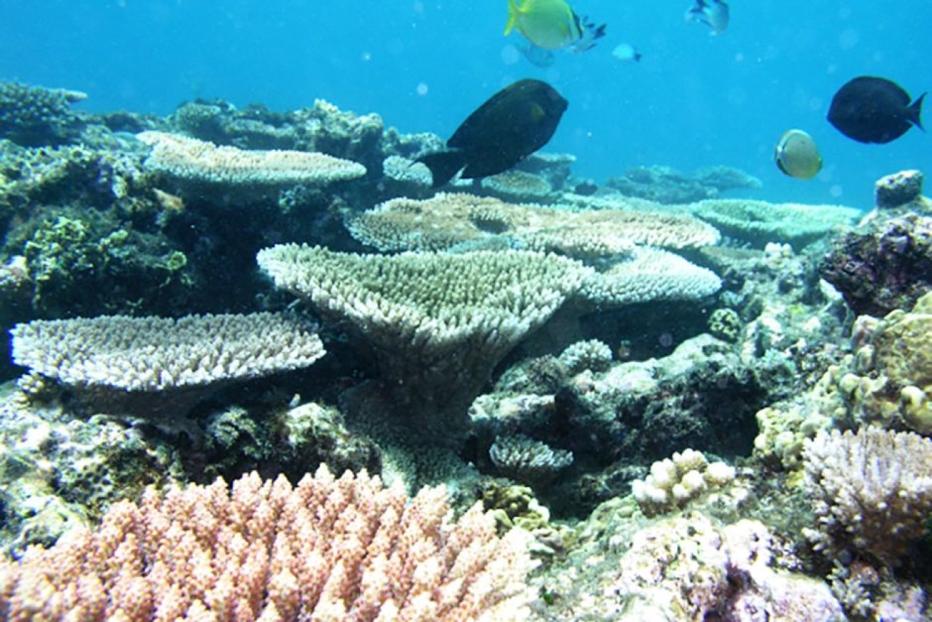 Fish and coral at Ellison Reef on Queensland's Great Barrier Reef.