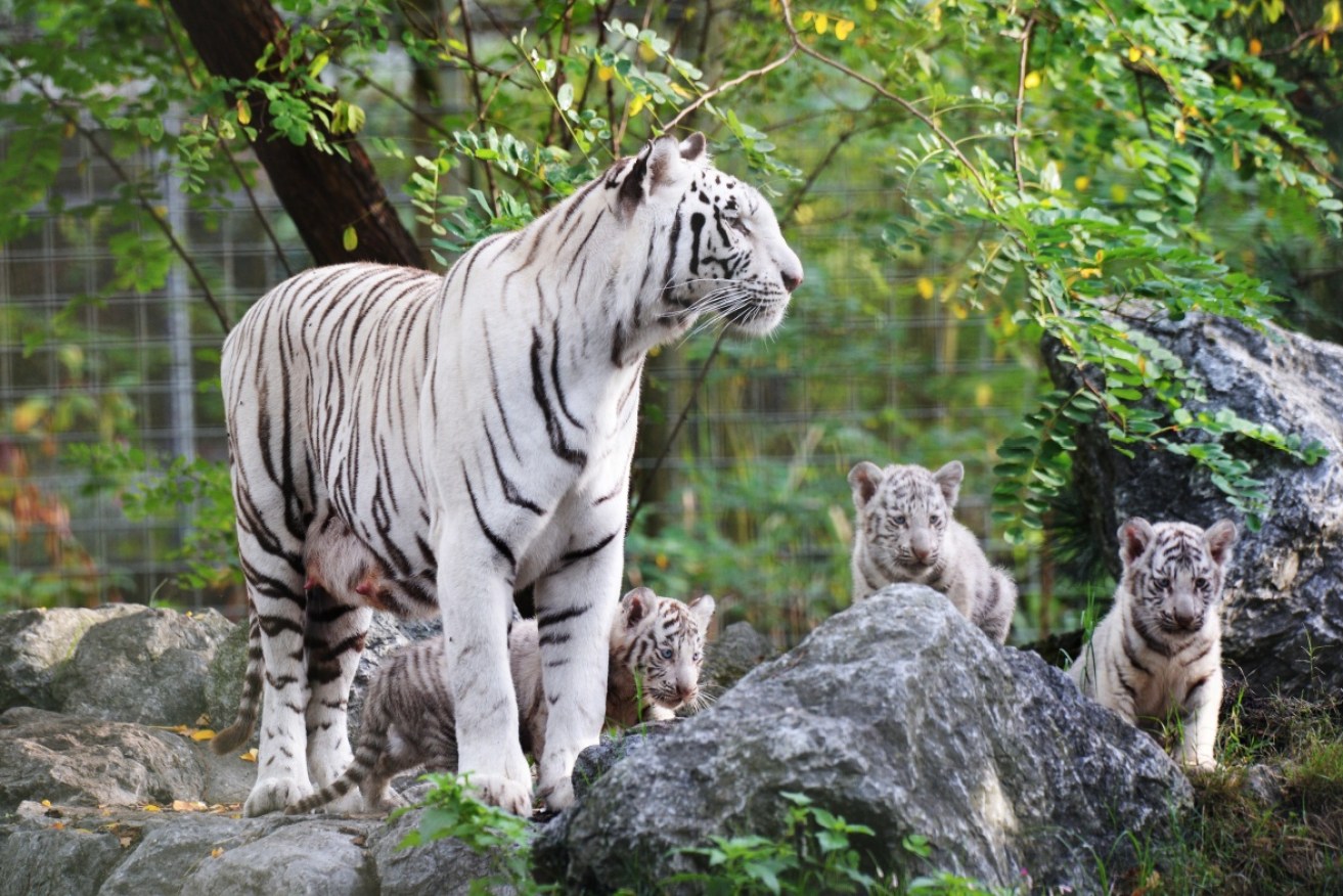 Two 18-month-old white tiger cubs dragged the staff member into the tiger safari.