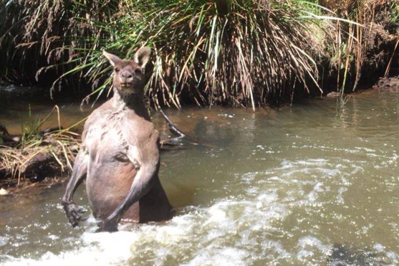 When confronted by threat like a dog, it is common for kangaroos to head into waterways to defend themselves.