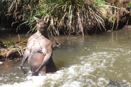 Mid-water stand-off between huge kangaroo and dog