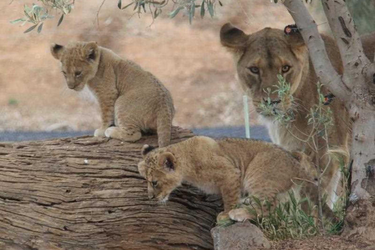 The cubs made their public debut eight weeks after being born.