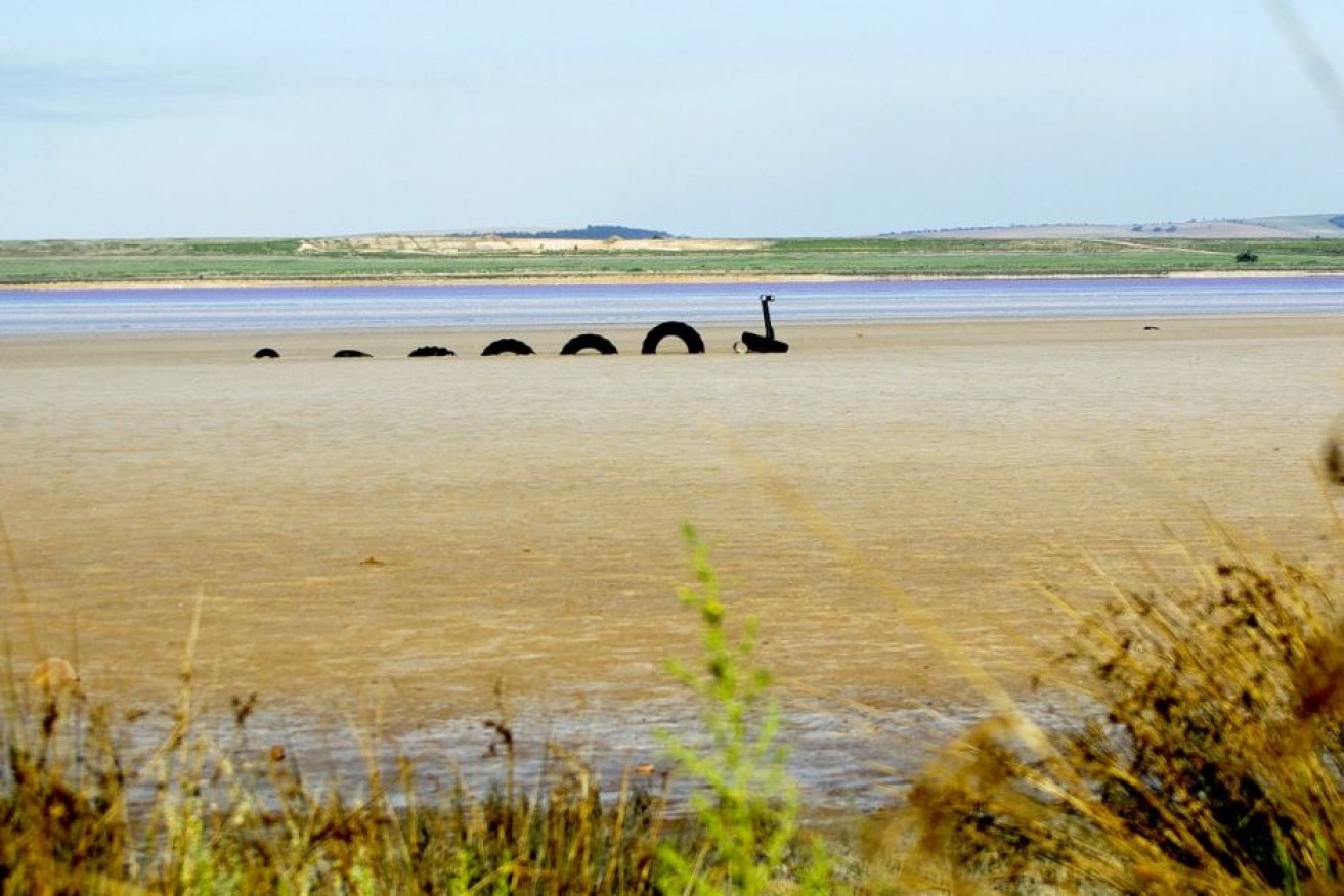 The Lochiel Ness Monster in its full glory in Lake Bumbunga.