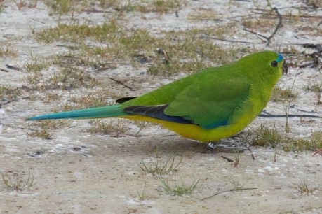 Oldest known orange-bellied parrot surprises researchers with return home