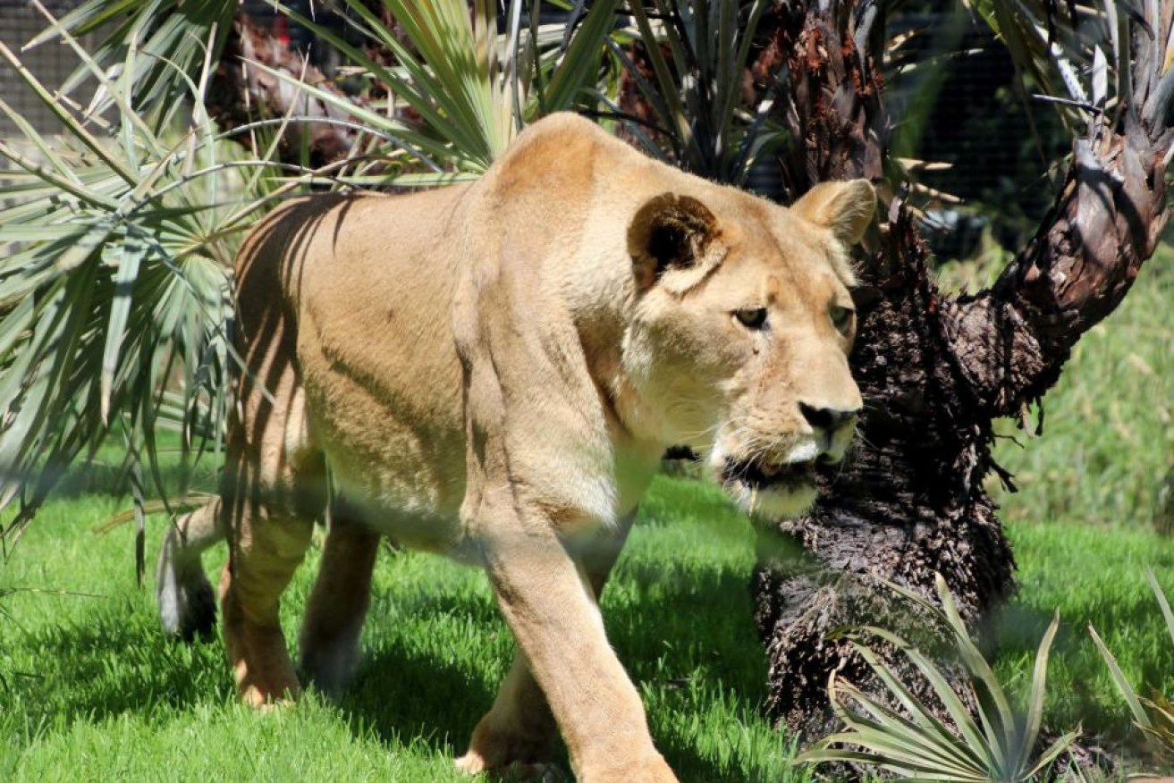 Perth Zoo's lioness, 18-year-old Shinyanga, takes a look around its new enclosure.