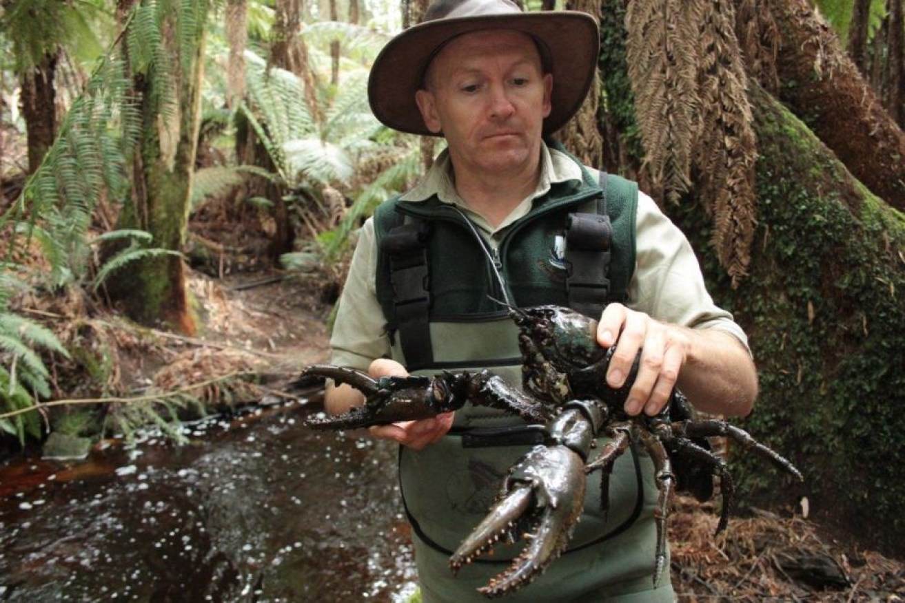 Todd Walsh's family used to hunt giant lobsters for food; now he studies them