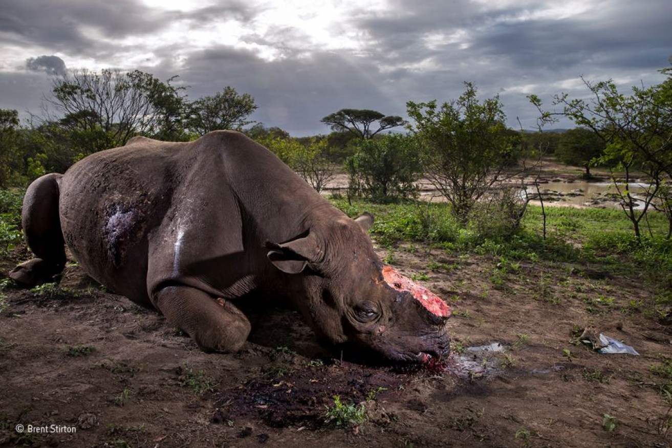 This image of a black rhino lying with its horns cut off was the overall winner of the competition.