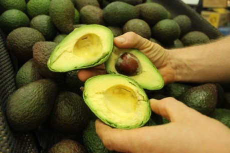 Avocado prices set to fall as fruit numbers smash record