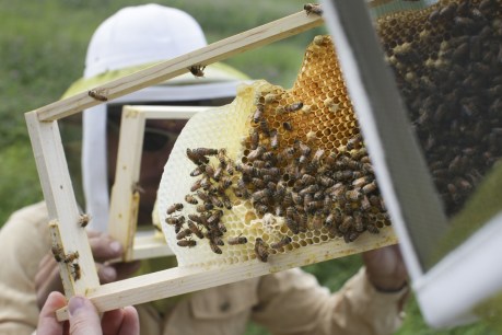 Queensland beekeepers buzzing as pest eradicated