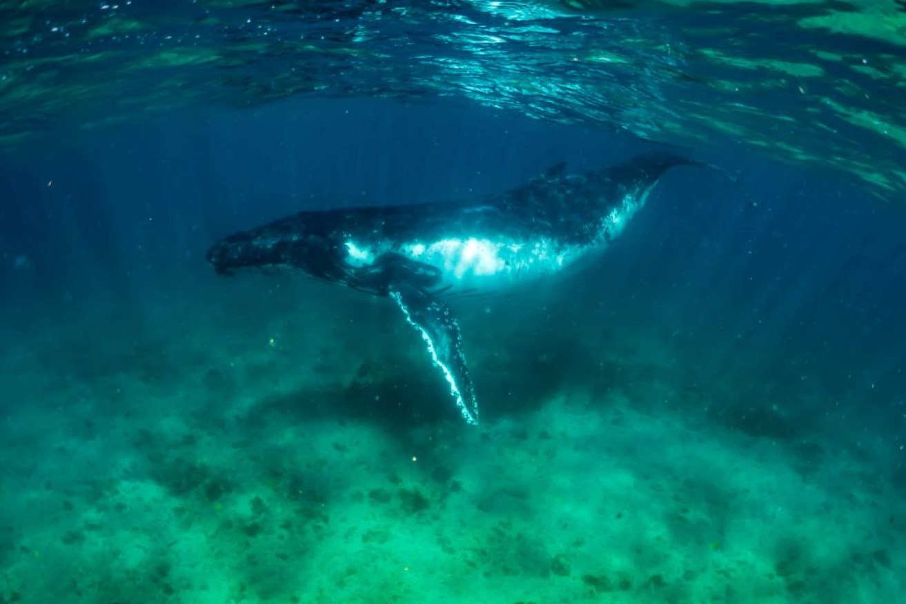 A humpback whale cruises Ningaloo  Reef, now showing signs of bleaching. <i>Photo: Eco Ocean Adventures</i>