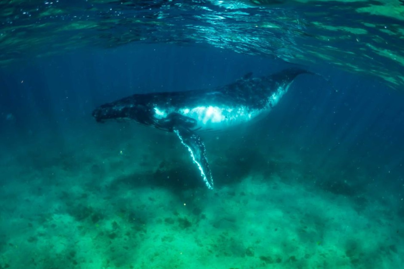 A humpback whale cruises Ningaloo Reef, now showing signs of bleaching. <i>Photo: Eco Ocean Adventures</i>