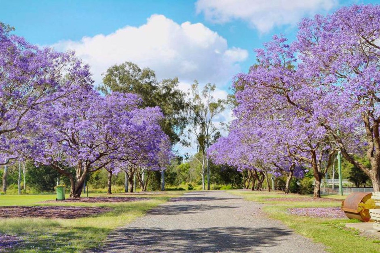 Goodna is well known for the many paths lined with jacaranda trees.