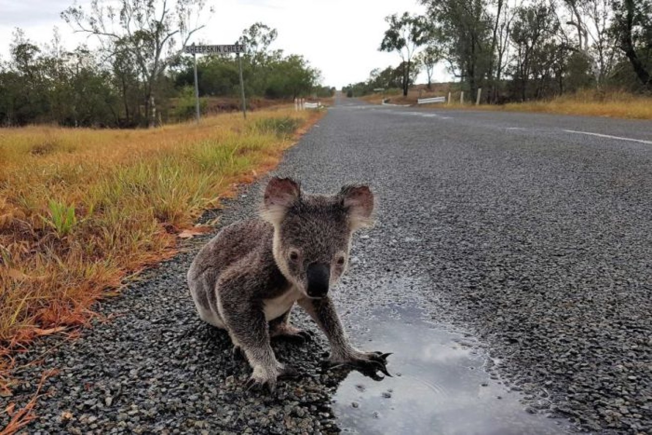 Koalas are one species under pressure in Australia.