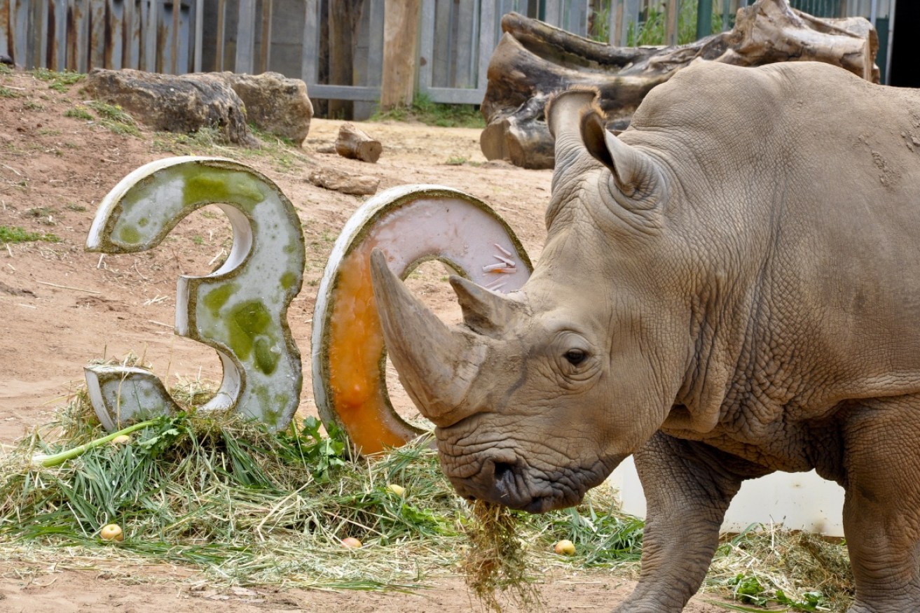 Memphis the white rhino has celebrated his 30th birthday at Perth Zoo.