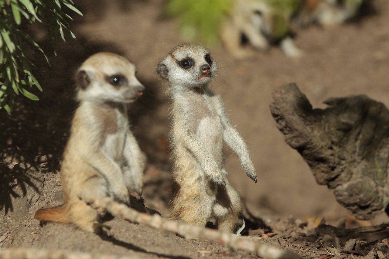 Peek-a-boo: Meerkat pups at Melbourne zoo this week. 