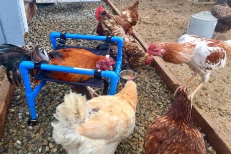 Birds of a feather roll together: Melbourne-made chicken wheelchair is something to crow about