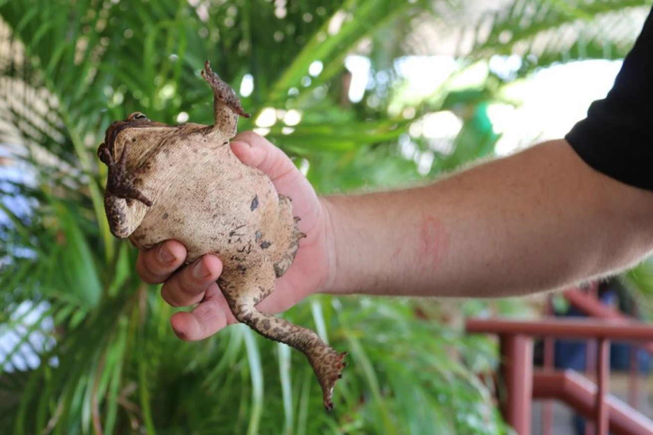 Just like Kanye, Australia's cane toads are getting harder, better, faster, stronger.