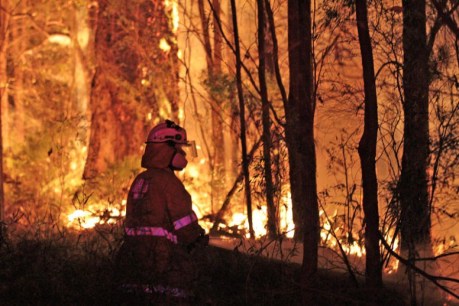 Summer heat prediction could mean more bushfires