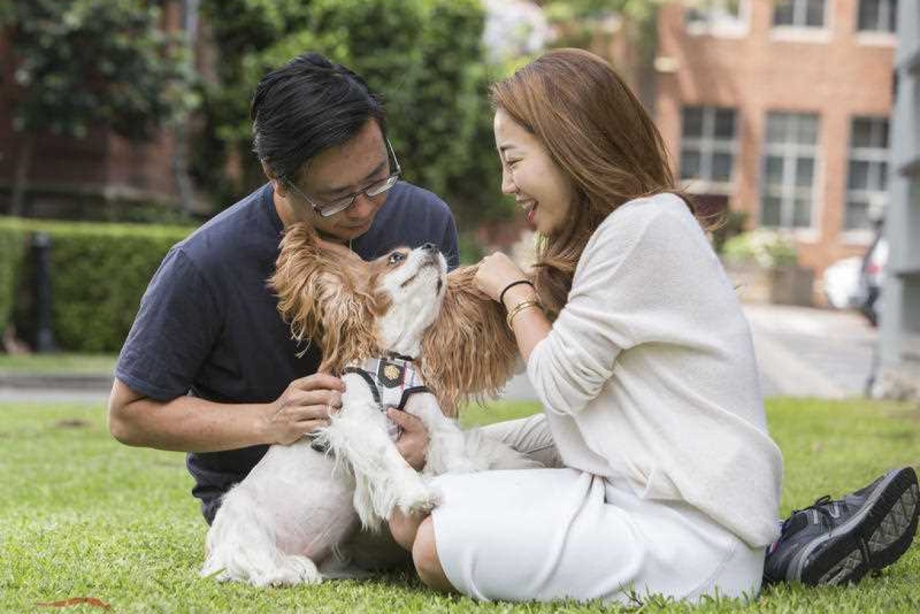 Prince, a male Cavalier King Charles, posing for a photograph with owners Cindy and Ken Ting in Sydney. 