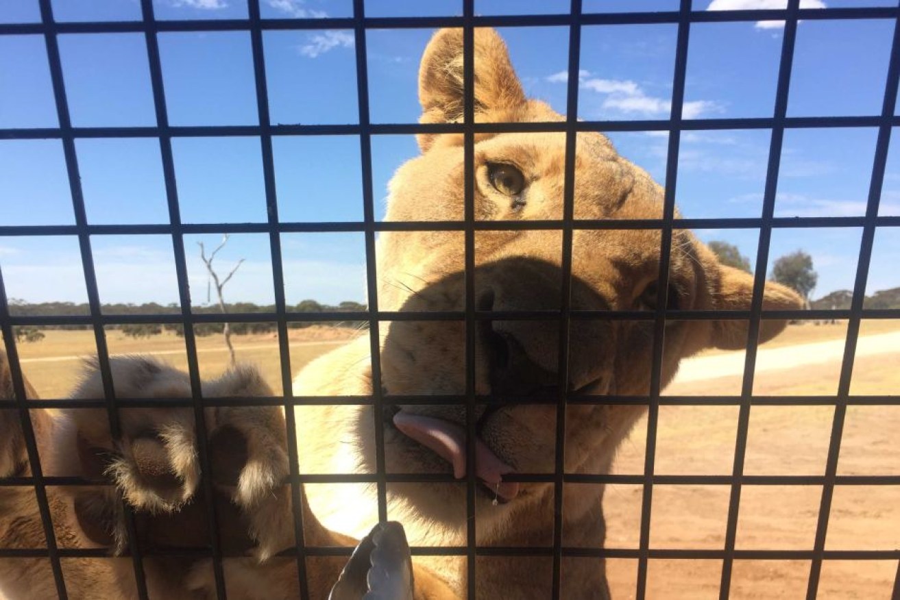 A hungry lion puts its paws up on the Lions 360 cage at Monarto Zoo outside Adelaide.
