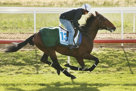 Melbourne Cup: This is the horse that will win the big race